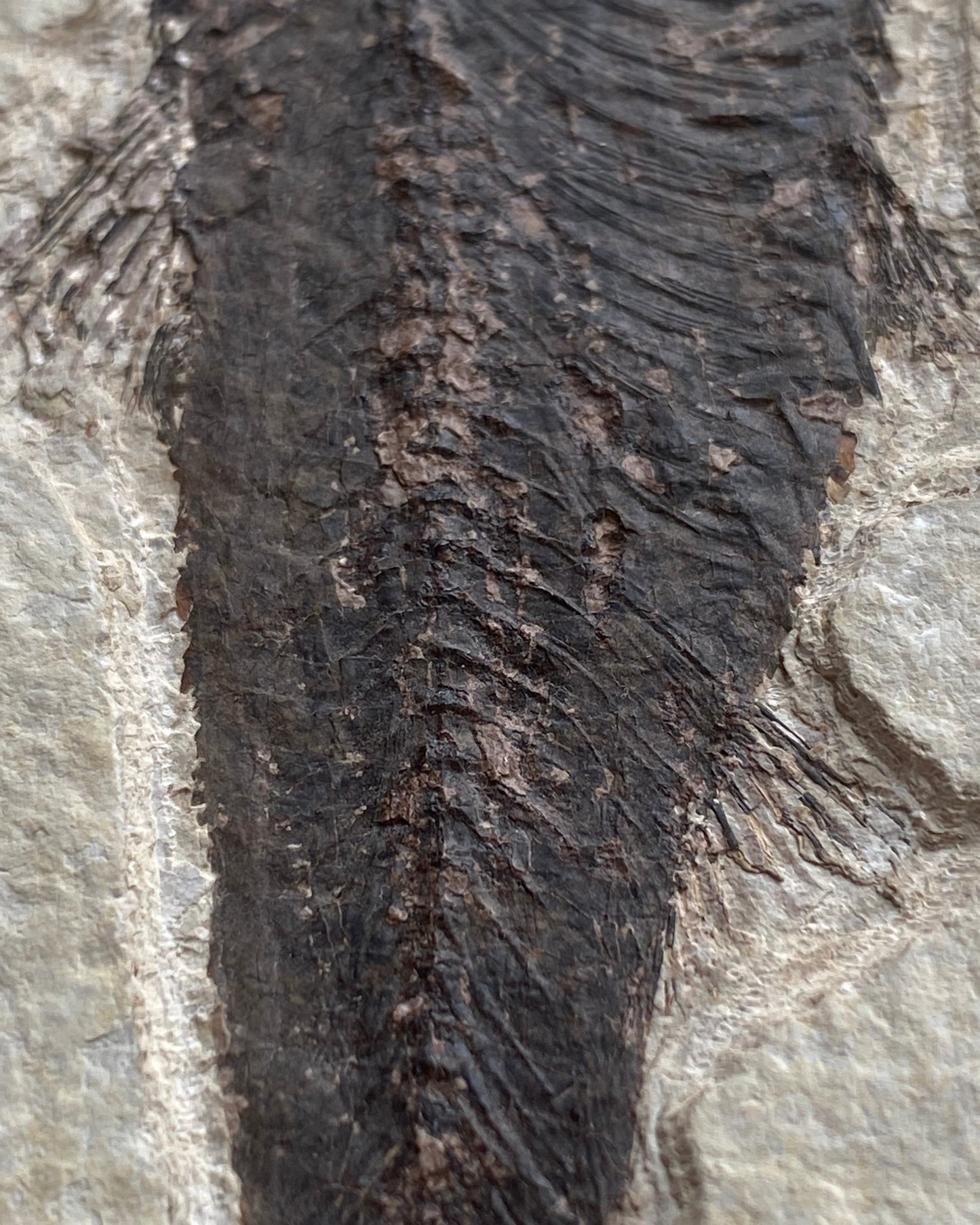 615mm Knightia Eoceana Mortality Slab - Eocene Epoch, Green River Formation, Wyoming, USA