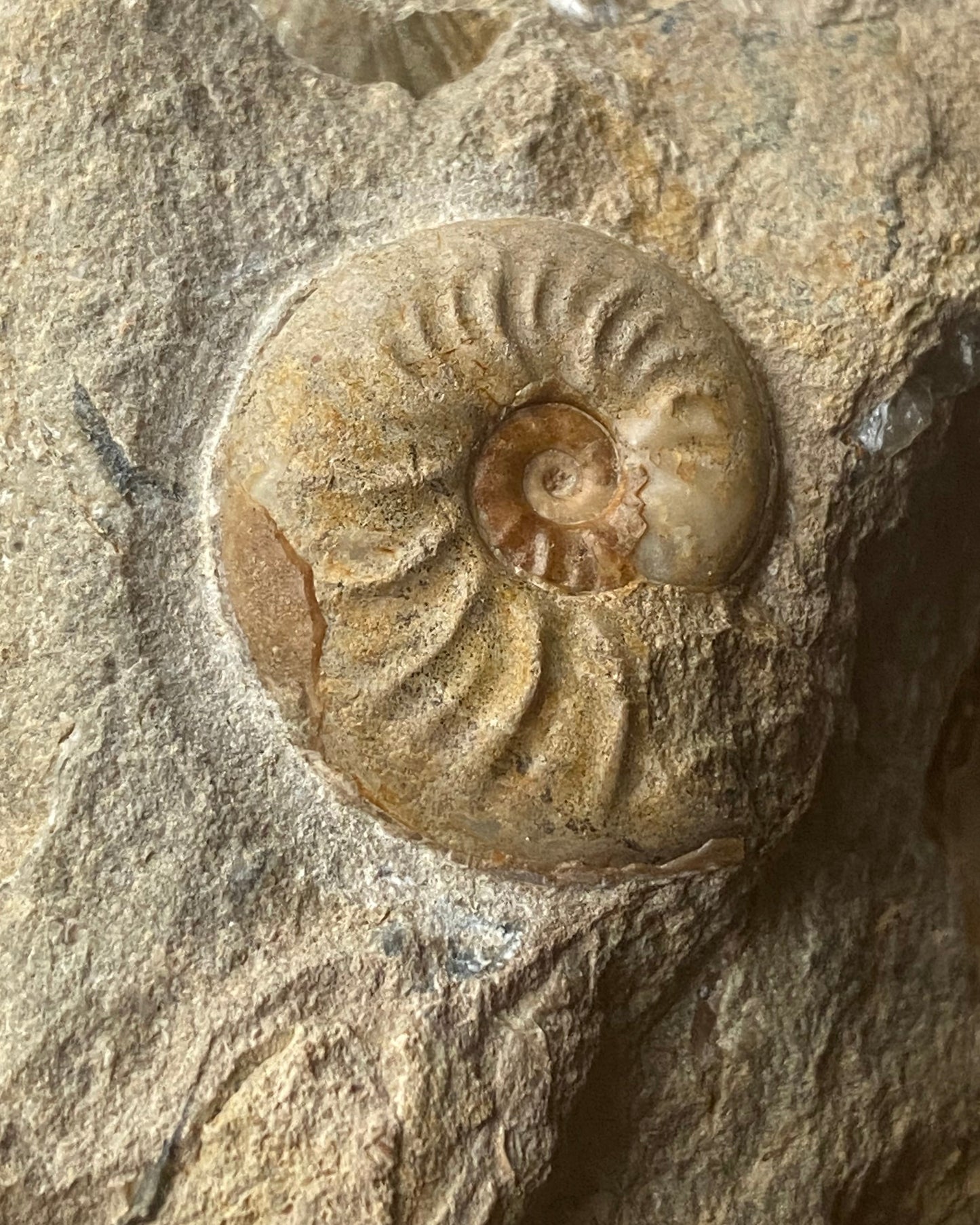 Ludwiga Ammonite with Two Pecten Bivalves on Limestone Matrix, Upper Jurassic, Burton Bradstock, Dorset, UK