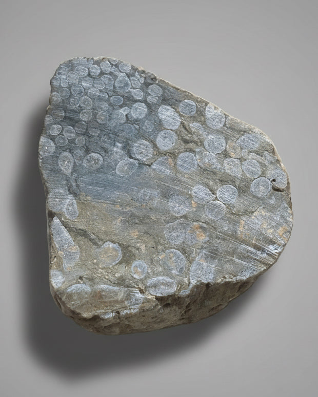 Striking Polished Coral (Lithostrotion sp.) – Visean, Carboniferous, Holderness, Yorkshire, England