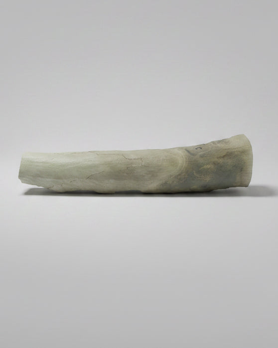 Woolly Mammoth Tusk Section (Large), Pleistocene Epoch - Permafrost find - Taimyr, Siberia, Russia