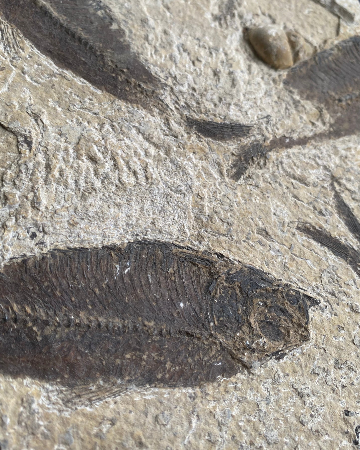 Knightia Alta Fossil Fish Mortality Slab with Calcified Gastropod, Green River Formation, USA