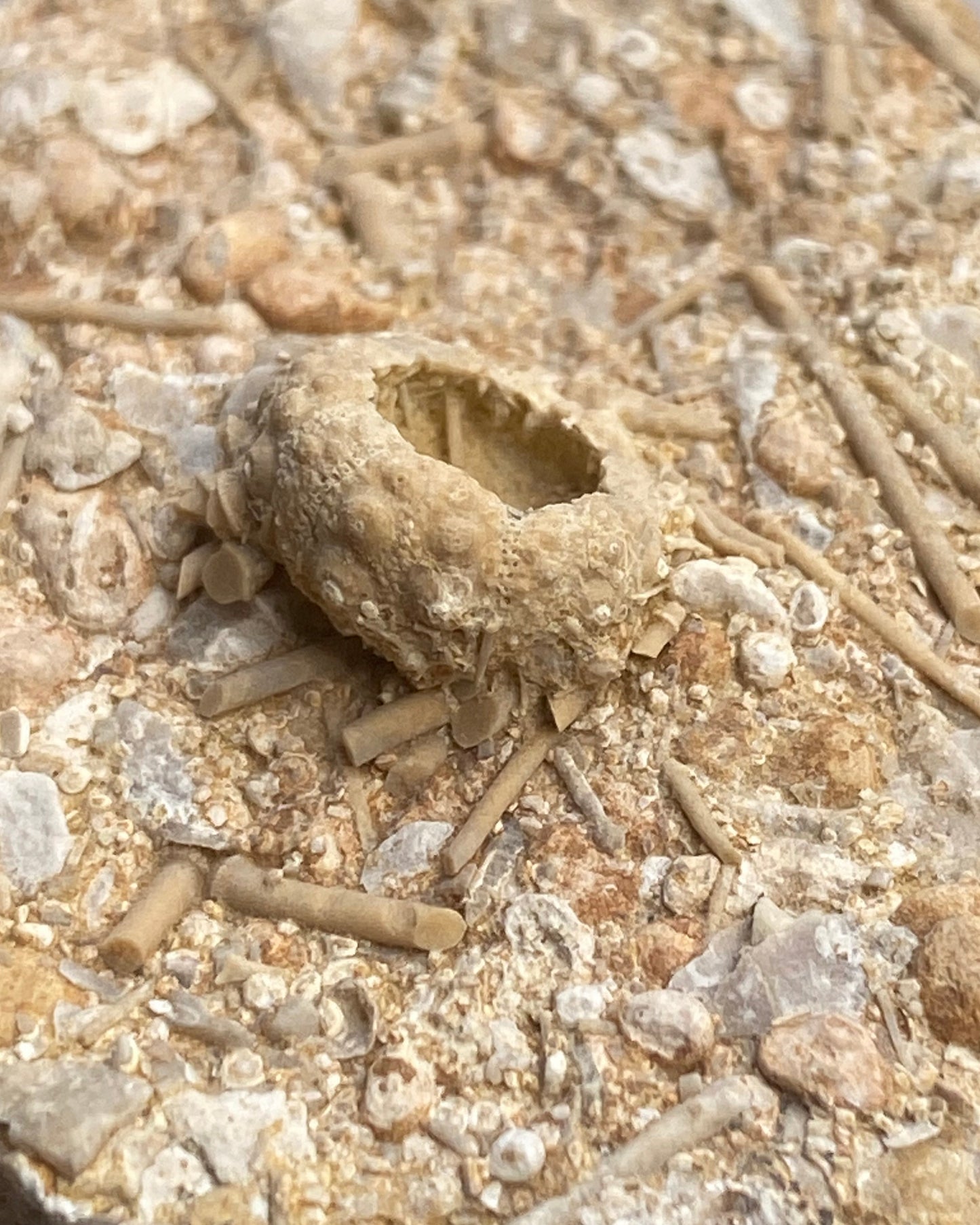 Detailed Echinoid On Matrix (Acrosalenia Hemicidaroides) - Jurassic Period, Neufchâteau, France
