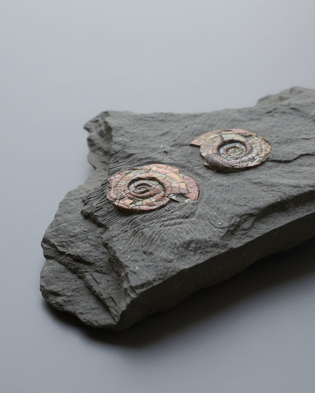 Multi Irridescent Psiloceras Planorbis Death Bed, Somerset Jurassic Coast, UK.