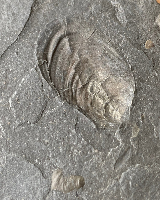 Double Sided Jurassic Bivalve Slab- Golden Pyritised Pseudomytiloides dubius + Impressive 3D Example - North Yorkshire Coast, England