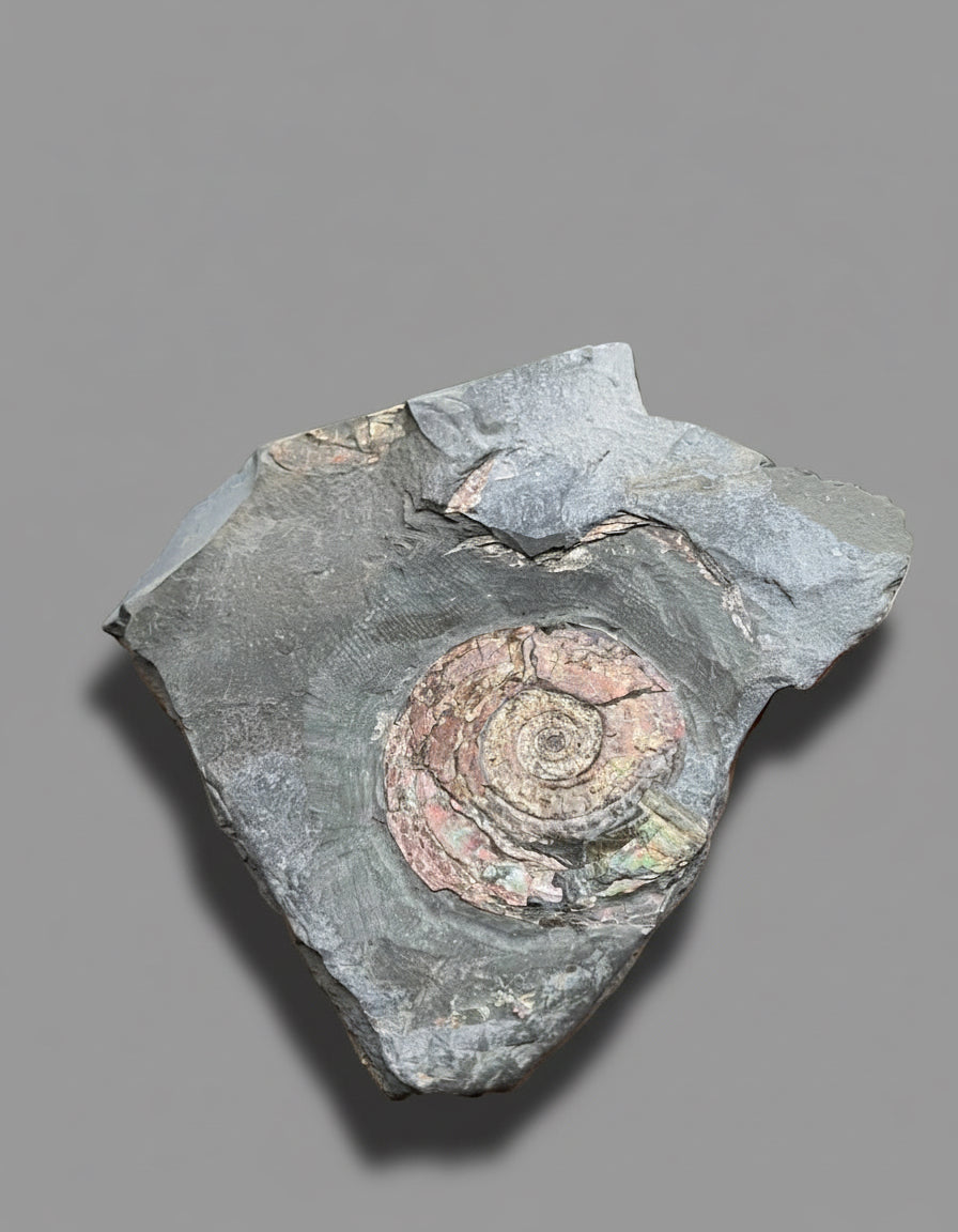 Iridescent Psiloceras Planorbis Ammonite on Matrix. Somerset Jurassic Coast, UK.