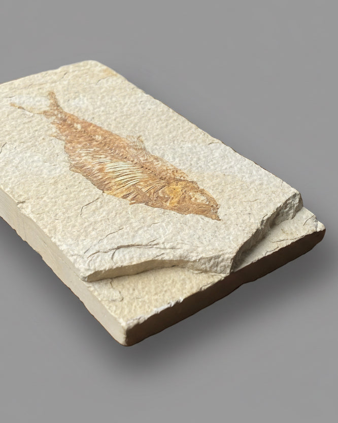Colourful Knightia Fossil Fish On Matrix, Eocene - Green River Formation, Wyoming, USA