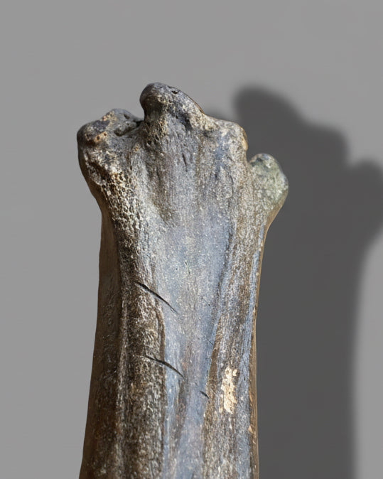 Pleistocene Wild Horse Metatarsal with Ice Age Human Butchery Marks -
Upper Vistula River, Poland, c. 28,000–13,000 BC
