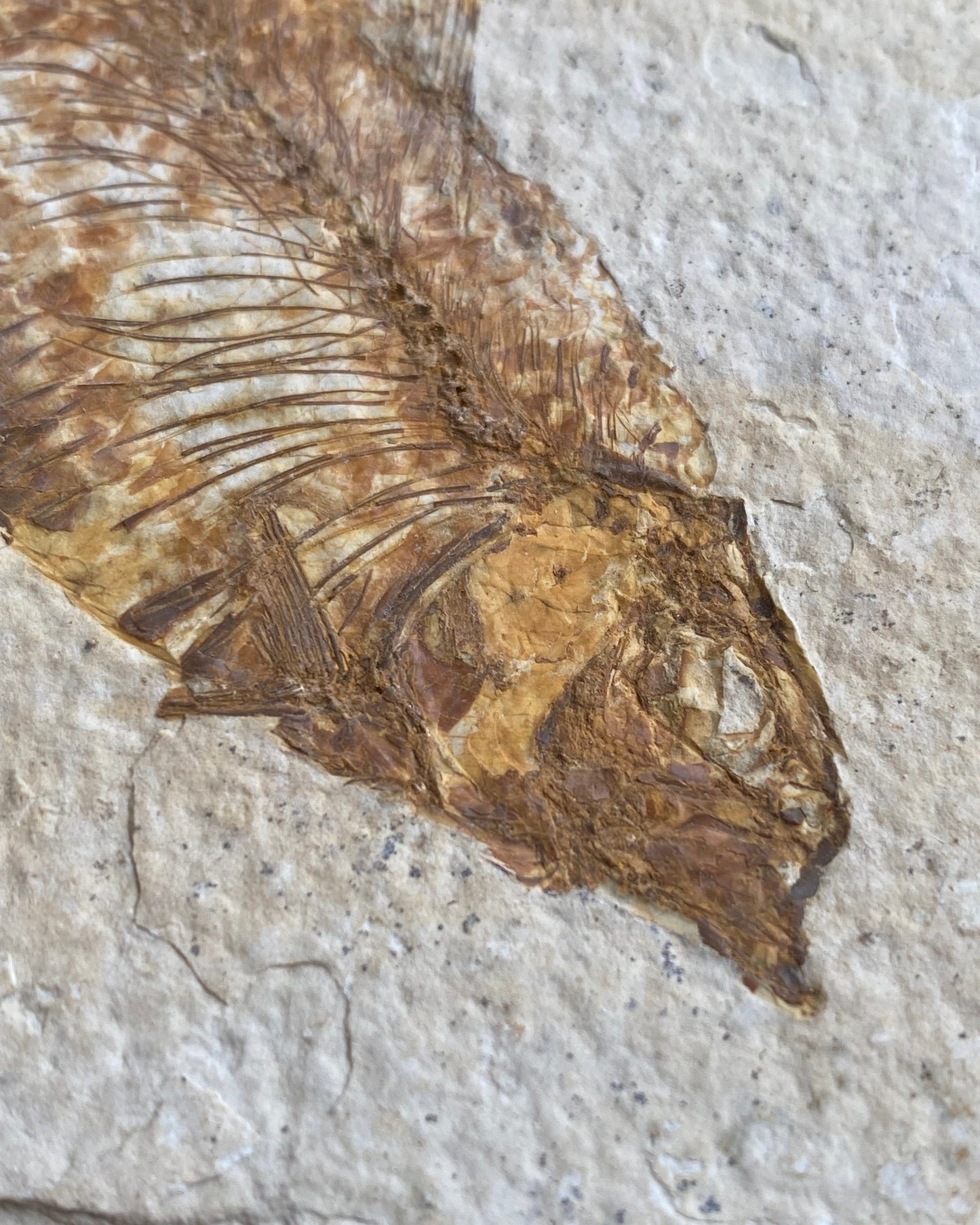 Colourful Knightia Fossil Fish On Matrix, Eocene - Green River Formation, Wyoming, USA