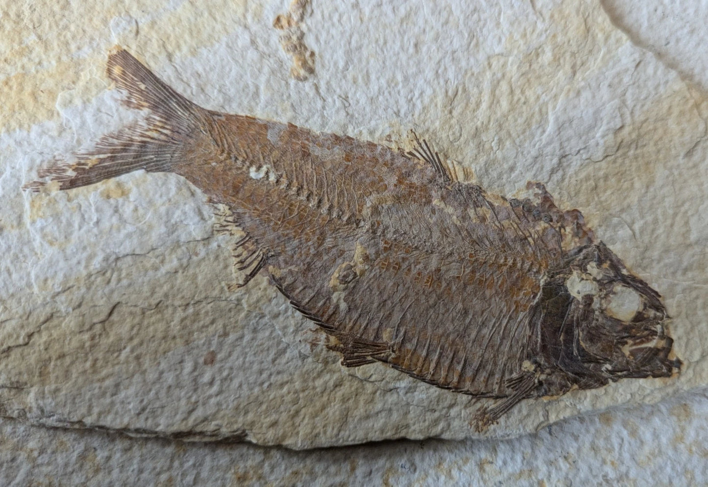 Knightia Alta Fossil Fish, with coprolite - Green River Formation