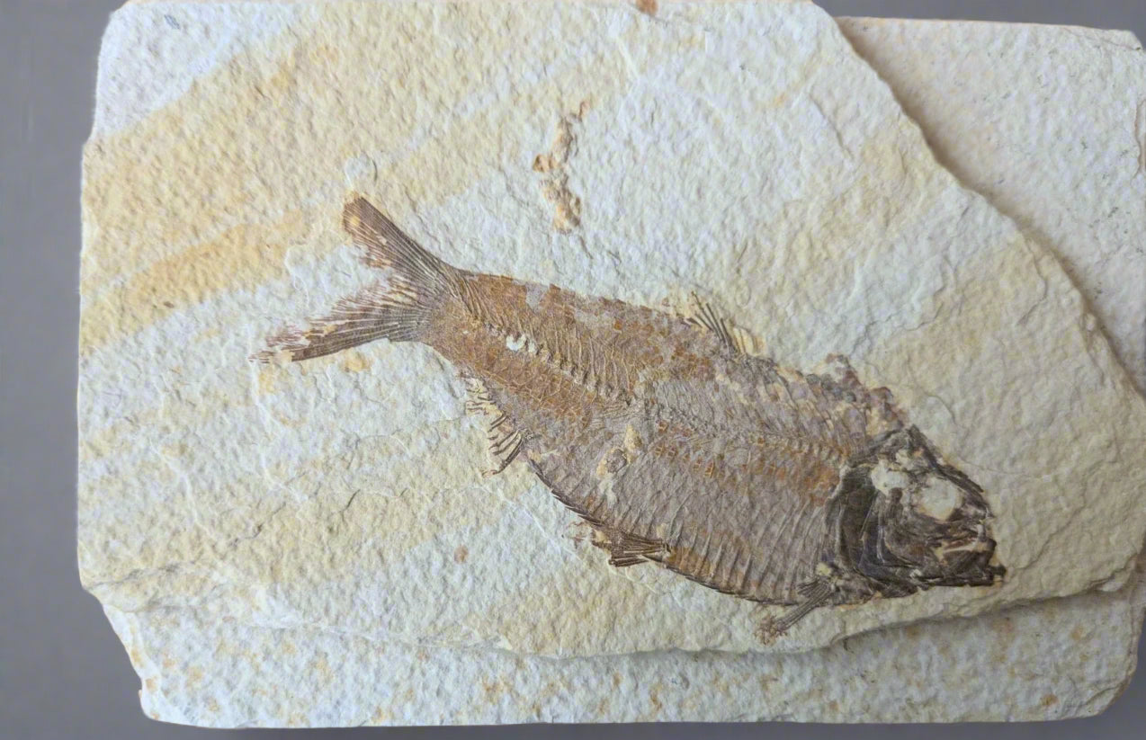 Knightia Alta Fossil Fish, with coprolite - Green River Formation