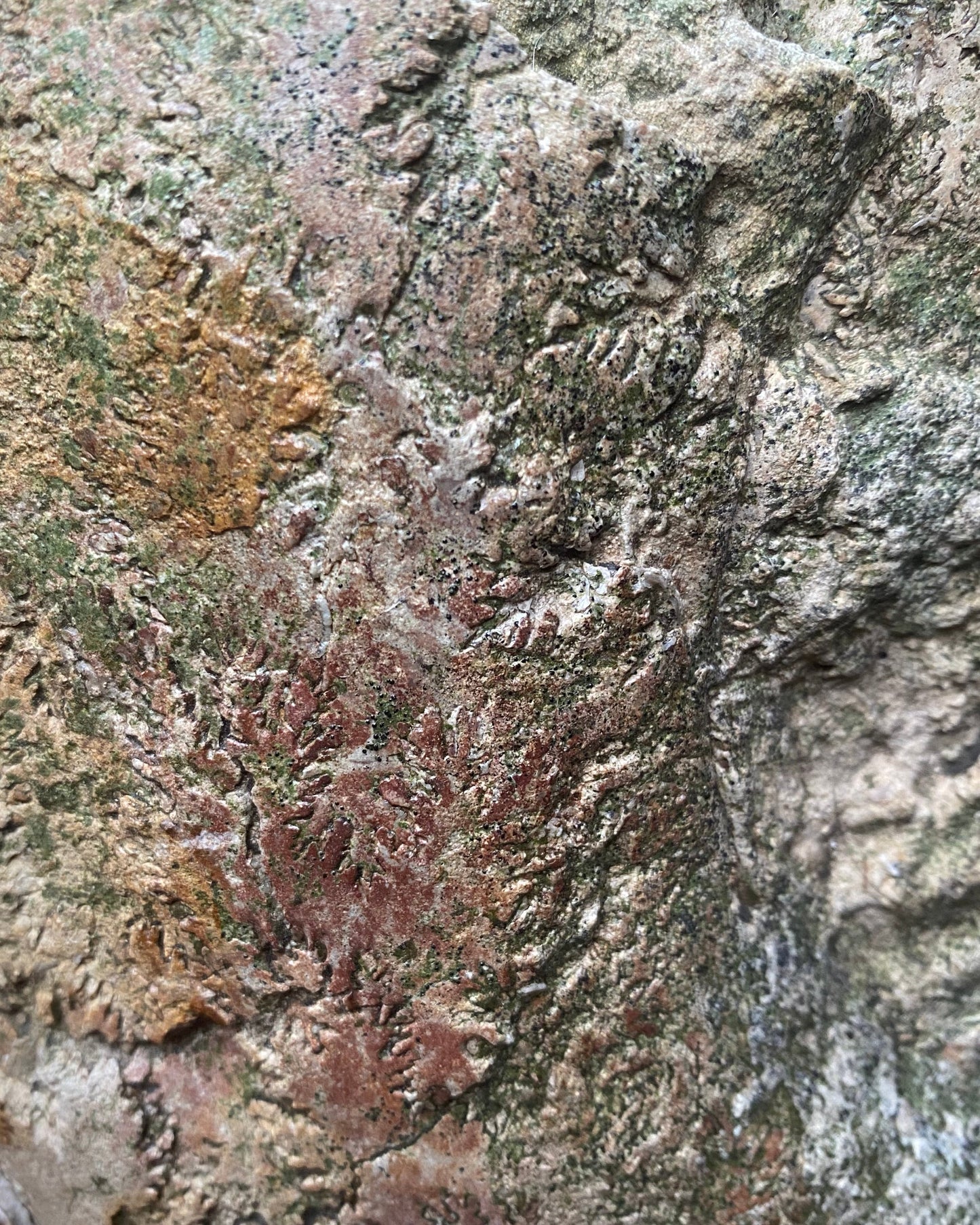 XL Ammonite Specimen With Intricate Suture Patterns and Bivalves Attached, Jurassic Period - Dorset Coast, England