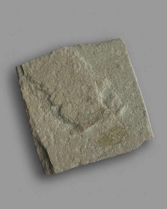 Well-Defined Carpopenaeus Shrimp on Matrix - Upper Cretaceous, Lebanon