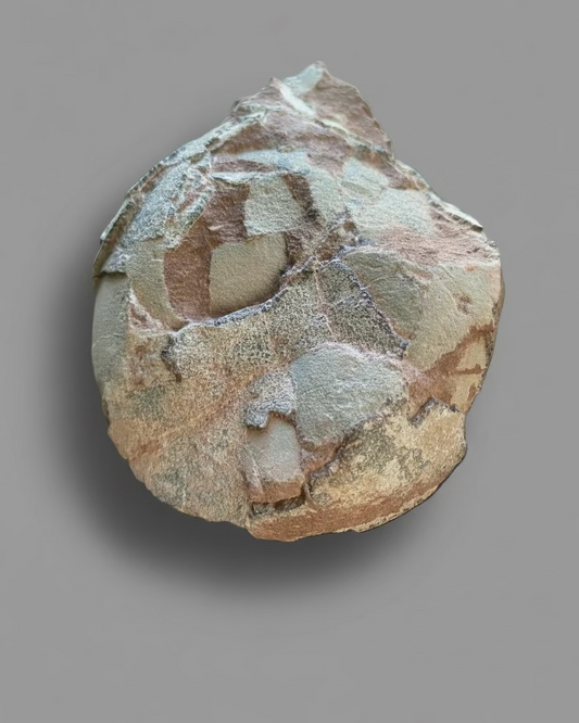 Hadrosaurid Dinosaur Egg with Perfectly Preserved Eggshell Details (Dendroolithus oogenus), China
