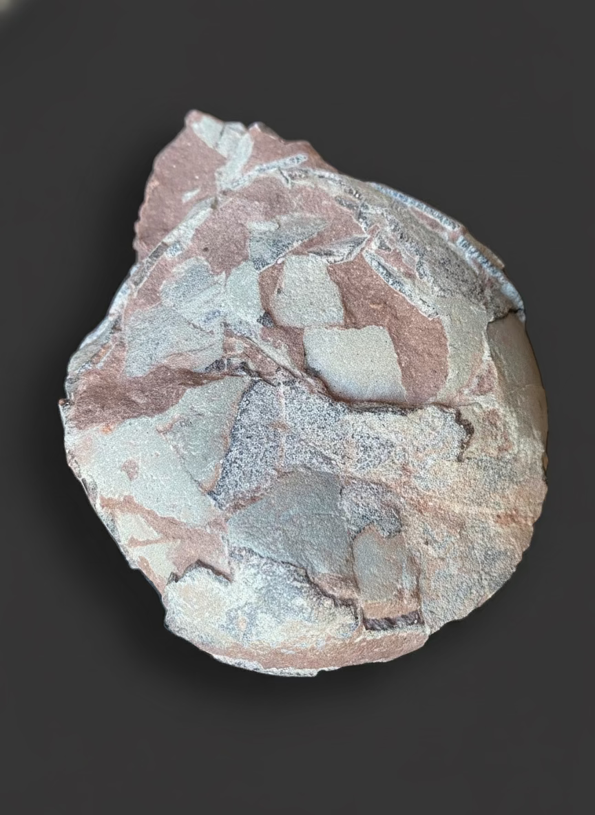 Hadrosaurid Dinosaur Egg with Perfectly Preserved Eggshell Details (Dendroolithus oogenus). Xixia Basin, China.