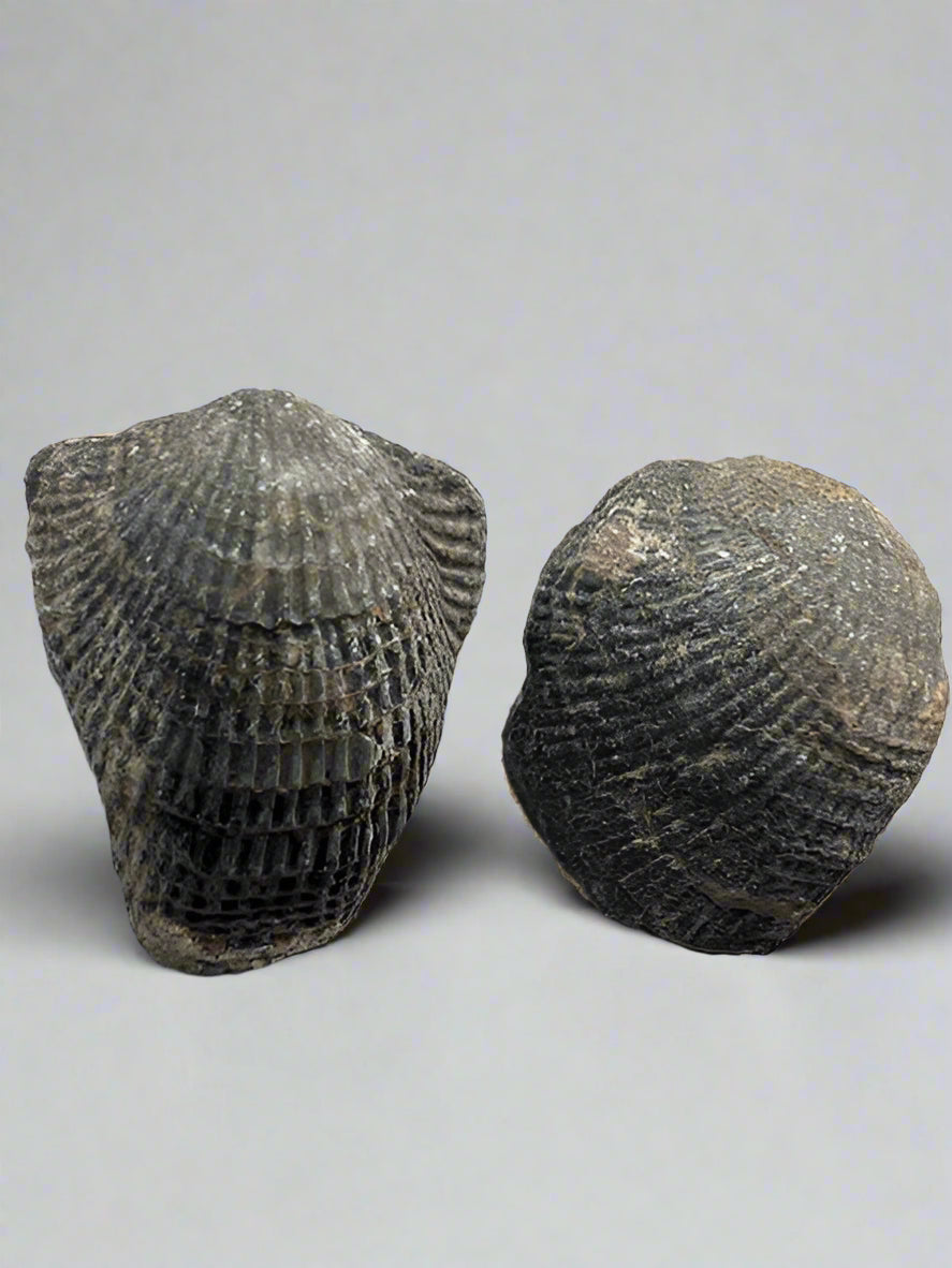Cretaceous Specimen Brachiopods sp. Atrphya, Morocco. Set of 2.