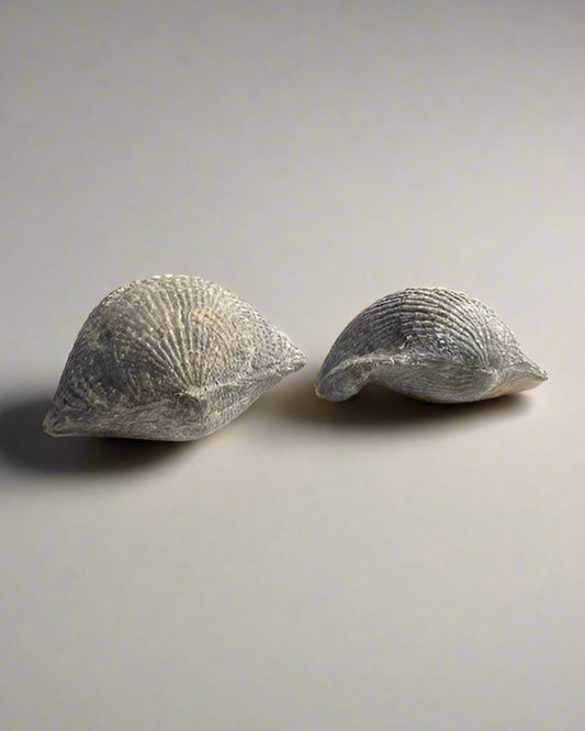 Cretaceous Specimen Brachiopods sp. Atrphya, Morocco. Set of 2.