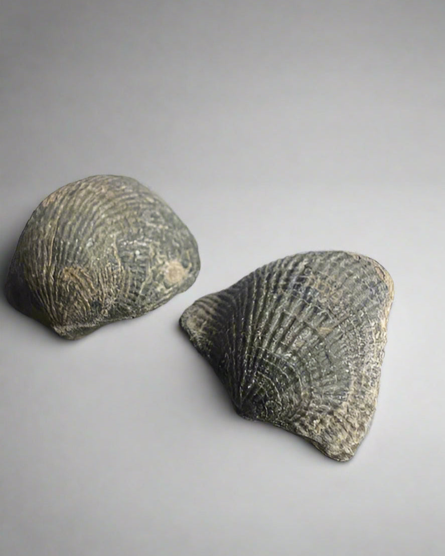 Cretaceous Specimen Brachiopods sp. Atrphya, Morocco. Set of 2.