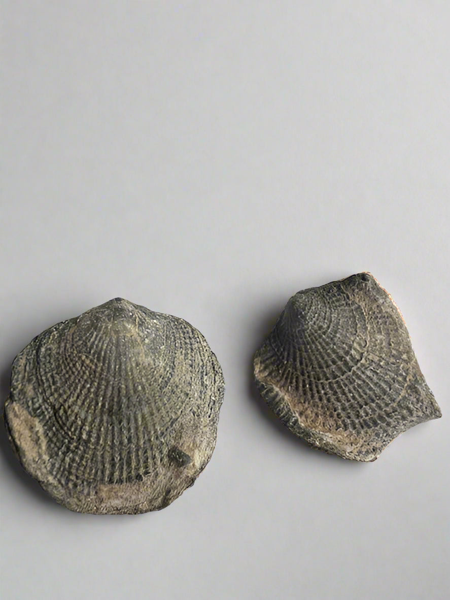 Cretaceous Specimen Brachiopods sp. Atrphya, Morocco. Set of 2.