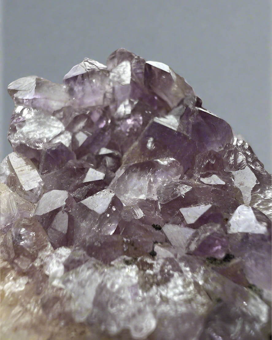 Amethyst palm cluster. Brazil.