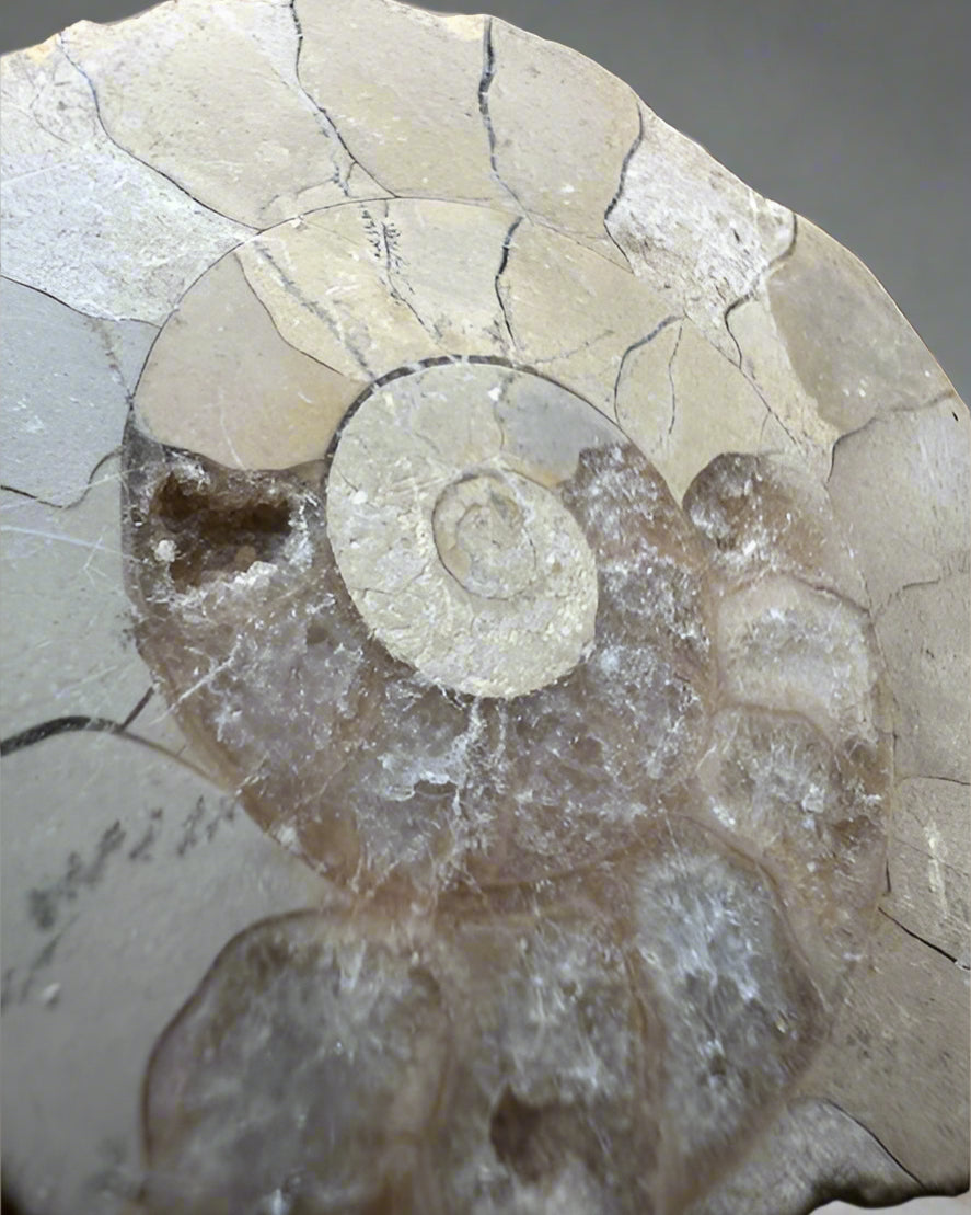 Polished Ammonite half. Morocco.