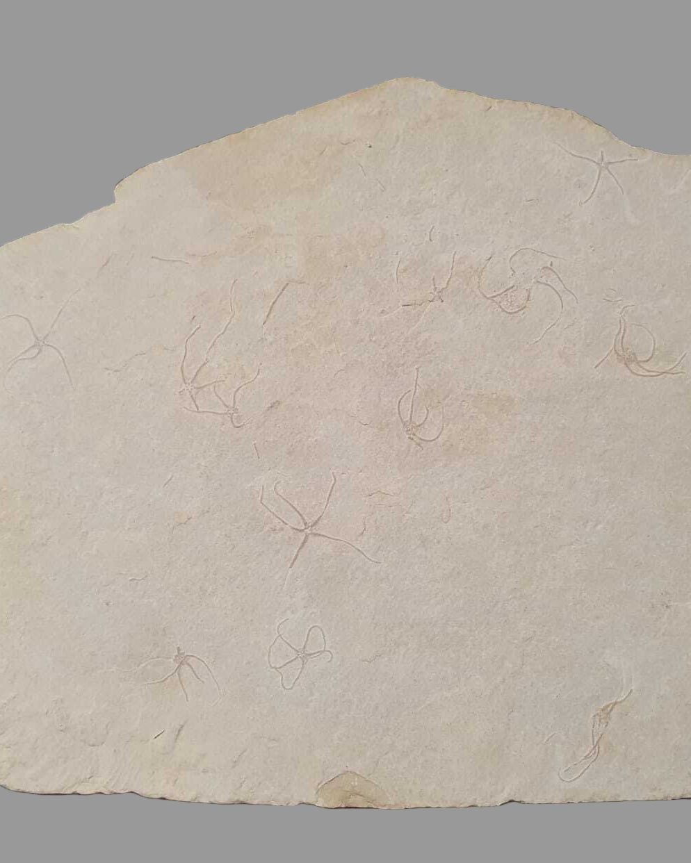 Museum-Quality Jurassic Mortality Plate with 16 Starfish (Geocoma carinata). Solnhofen Formation.