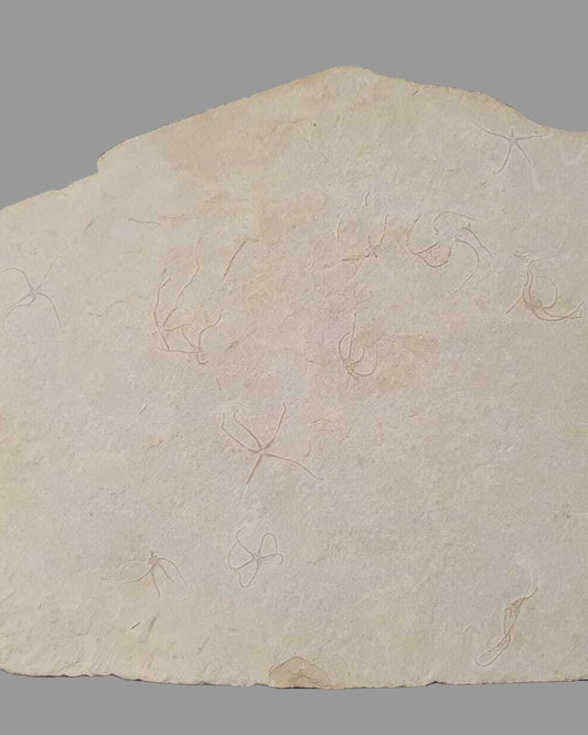 Museum-Quality Jurassic Mortality Plate with 16 Starfish (Geocoma carinata). Solnhofen Formation.