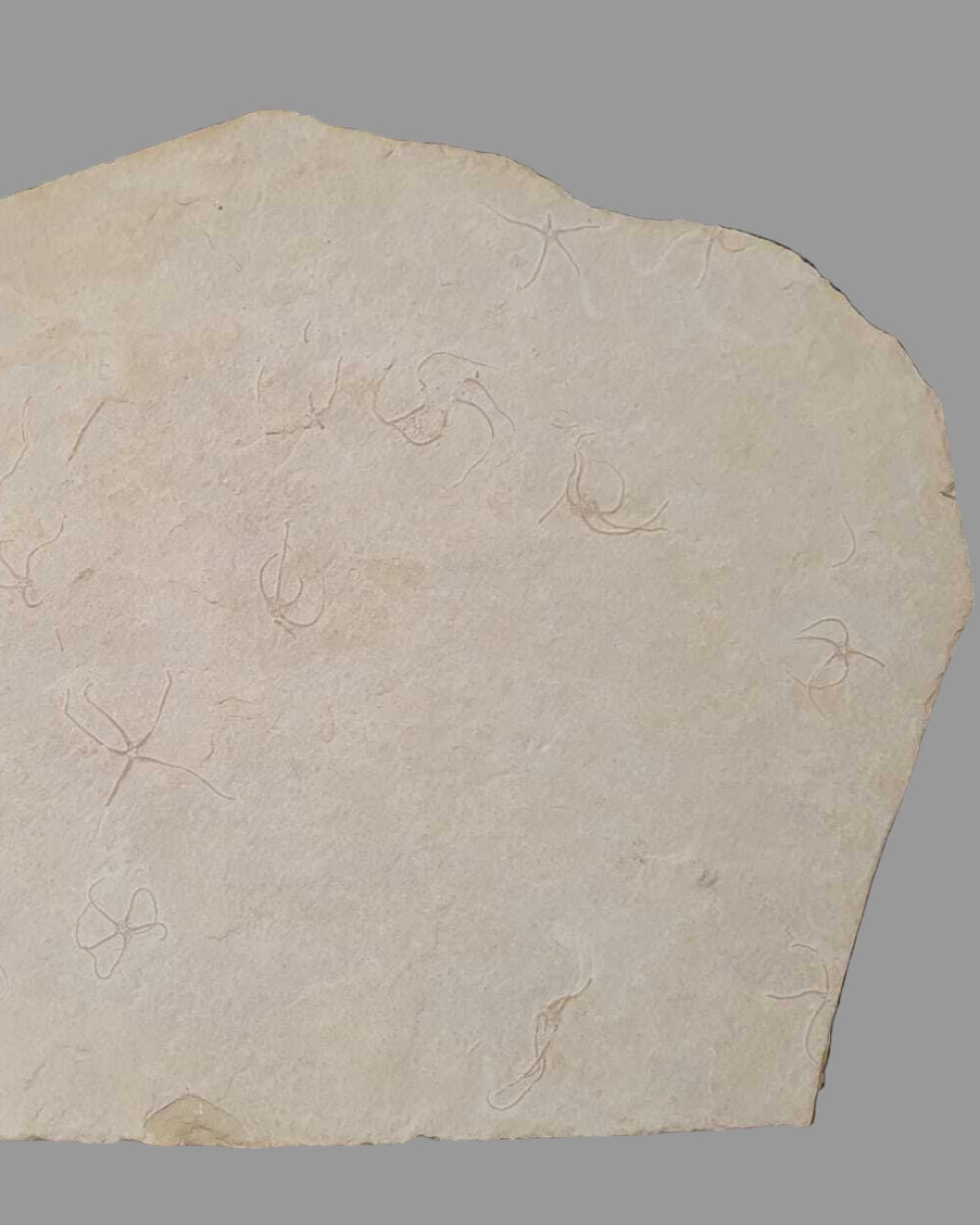 Museum-Quality Jurassic Mortality Plate with 16 Starfish (Geocoma carinata). Solnhofen Formation.