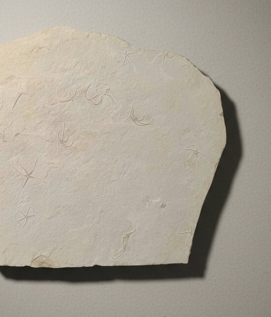 Jurassic Mortality Plate with colony of 16 Starfish (Geocoma carinata). Museum Quality. Solnhofen Formation, Germany