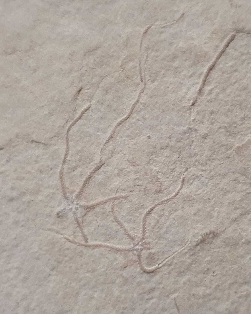 Museum-Quality Jurassic Mortality Plate with 16 Starfish (Geocoma carinata). Solnhofen Formation.