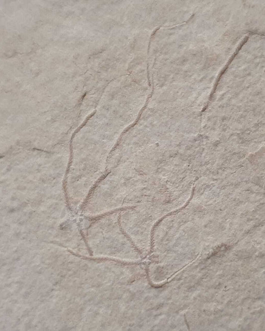 Jurassic Mortality Plate with colony of 16 Starfish (Geocoma carinata). Museum Quality. Solnhofen Formation, Germany