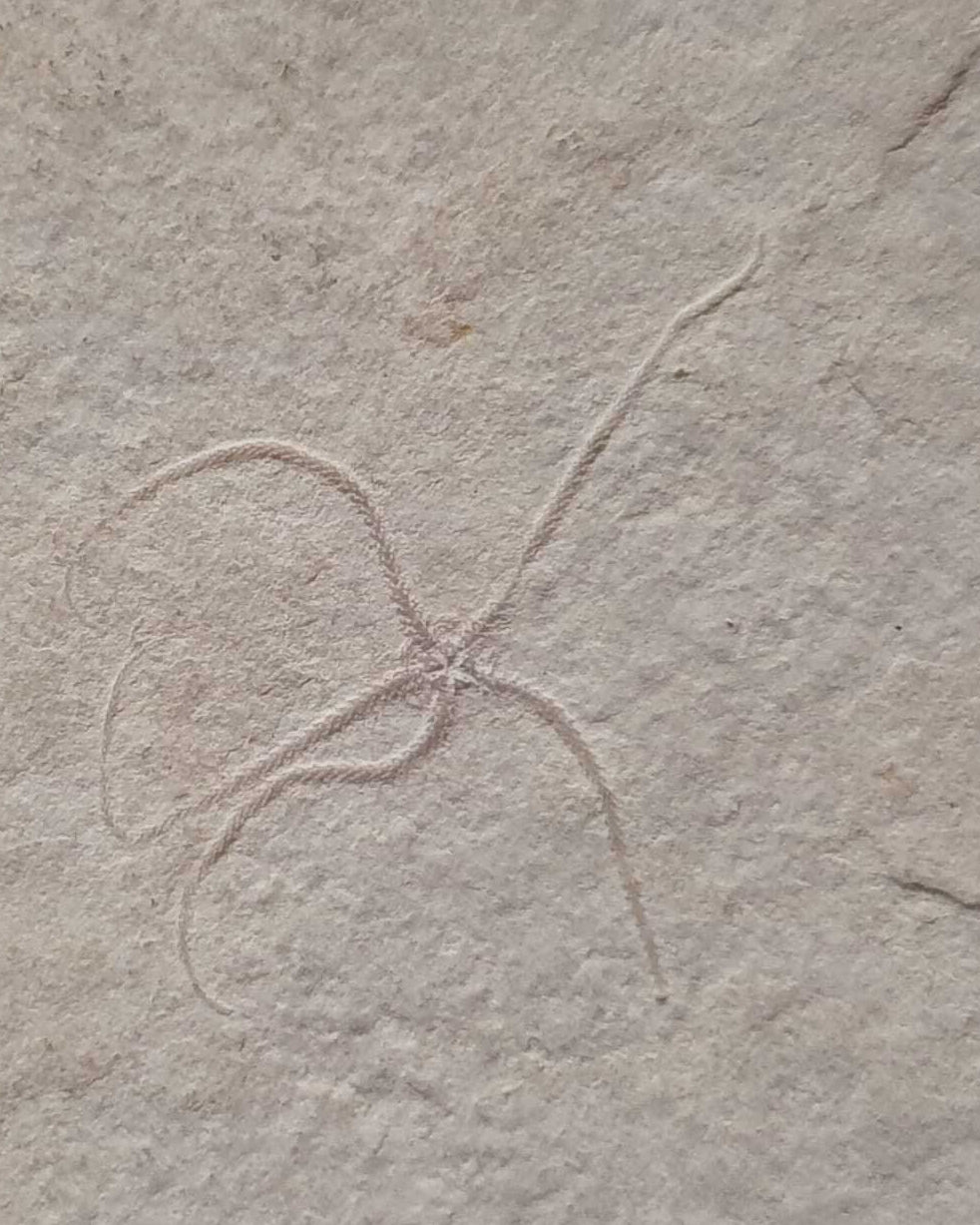 Museum-Quality Jurassic Mortality Plate with 16 Starfish (Geocoma carinata). Solnhofen Formation.