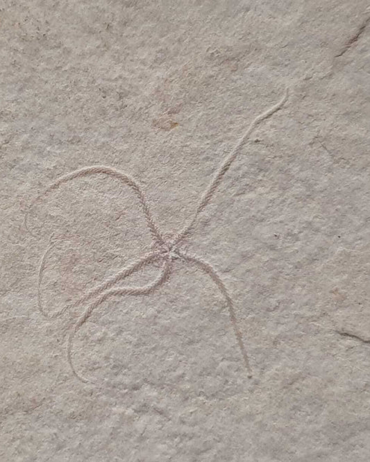 Museum-Quality Jurassic Mortality Plate with 16 Starfish (Geocoma carinata). Solnhofen Formation.