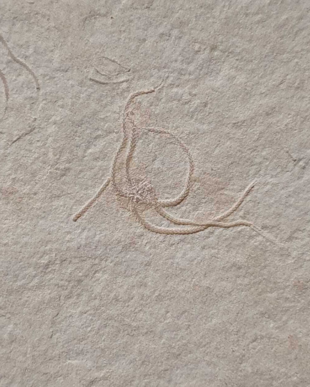 Museum-Quality Jurassic Mortality Plate with 16 Starfish (Geocoma carinata). Solnhofen Formation.