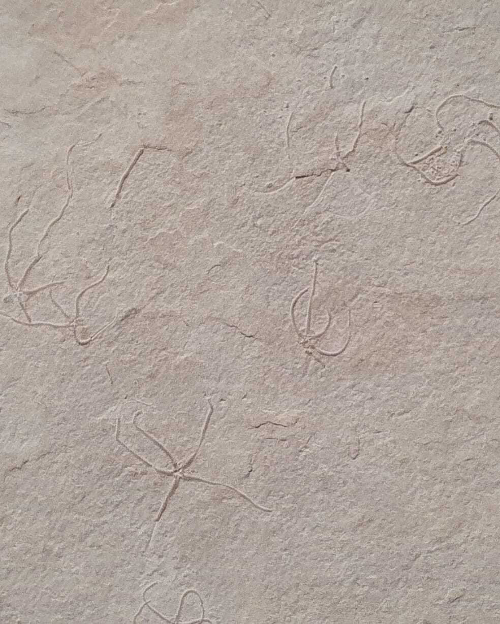 Museum-Quality Jurassic Mortality Plate with 16 Starfish (Geocoma carinata). Solnhofen Formation.