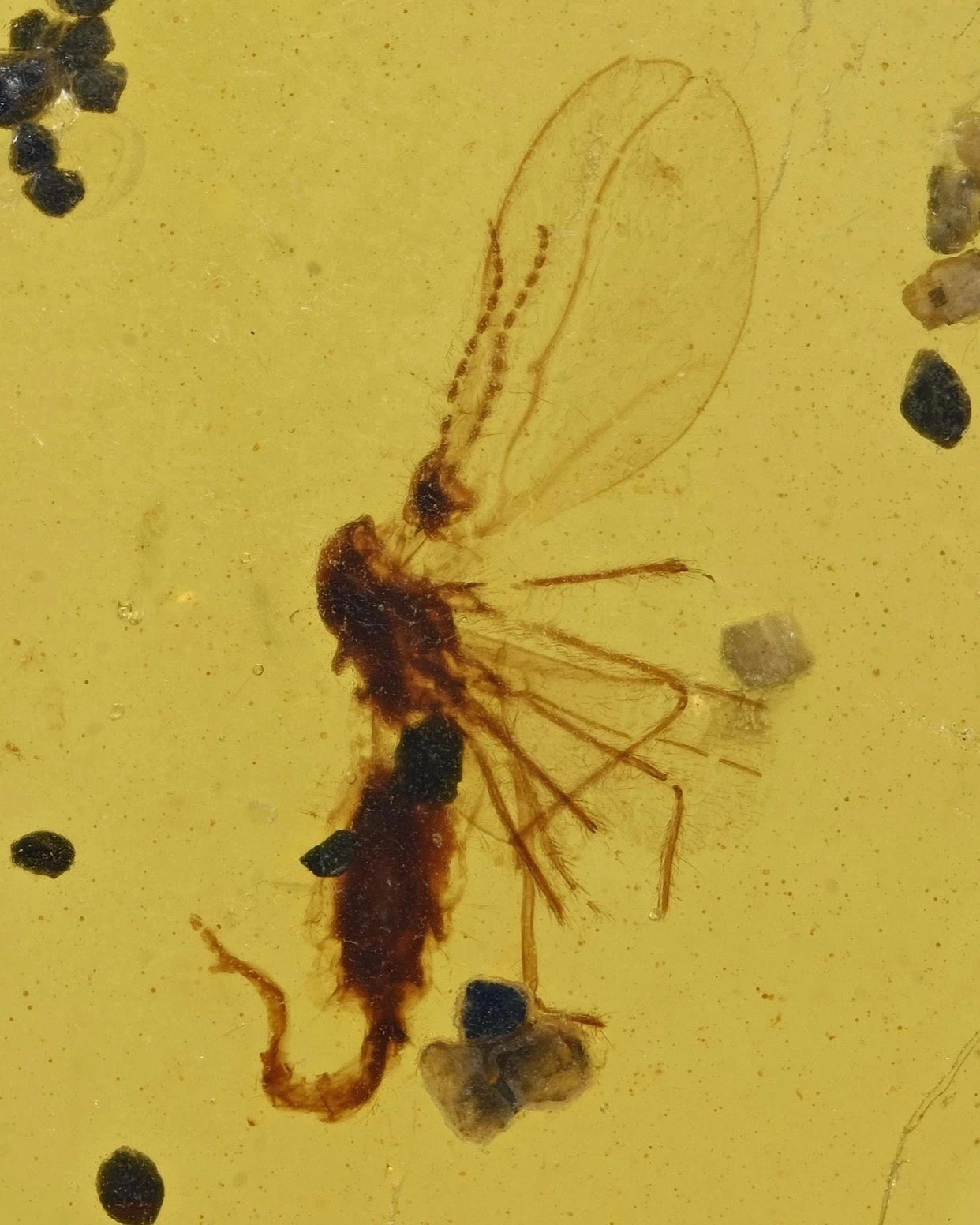 Nematocera: (Thread-Horn).  Burmese Amber with Genuine Fossil Inclusion.