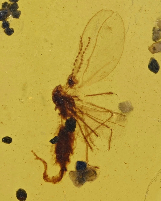 Nematocera: (Thread-Horn).  Burmese Amber with Genuine Fossil Inclusion.