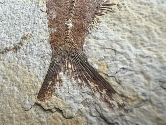Knightia Alta Fossil Fish, with coprolite - Green River Formation