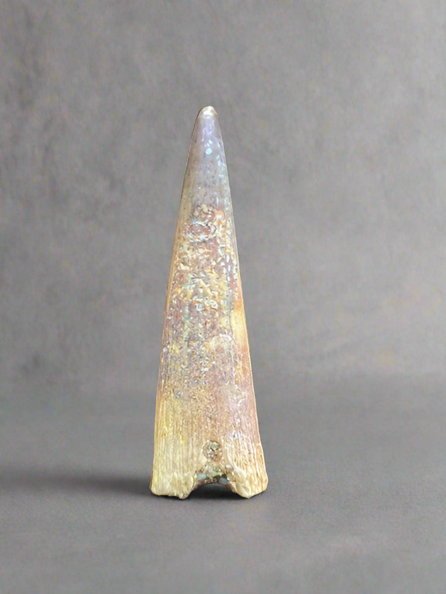 Pterosaur Tooth, Kem Kem Formation, Morocco. 3.5cm.