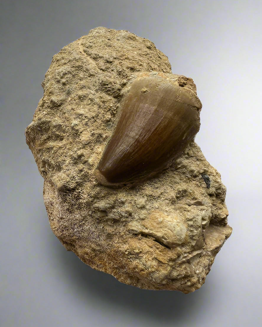 Mosasaurs anceps Tooth on matrix. Morocco. Cretaceous.