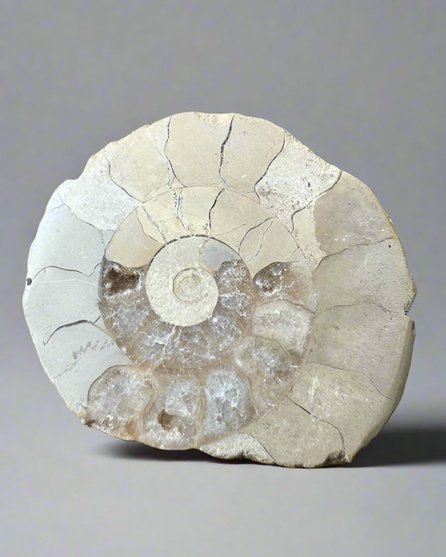 Polished Ammonite half. Morocco.