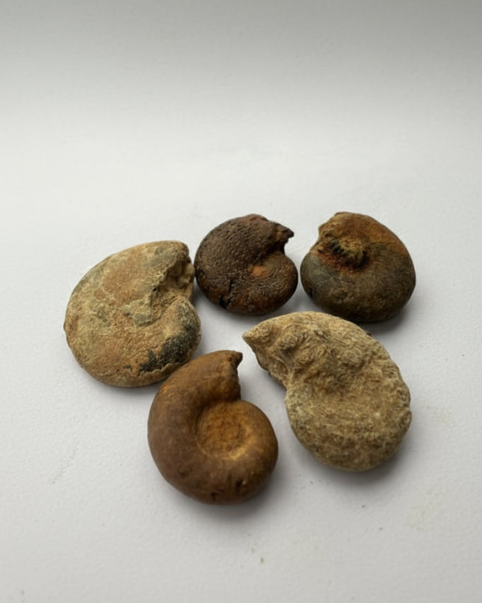 Ammonite Fossils – Study Grade. Pack of 5.