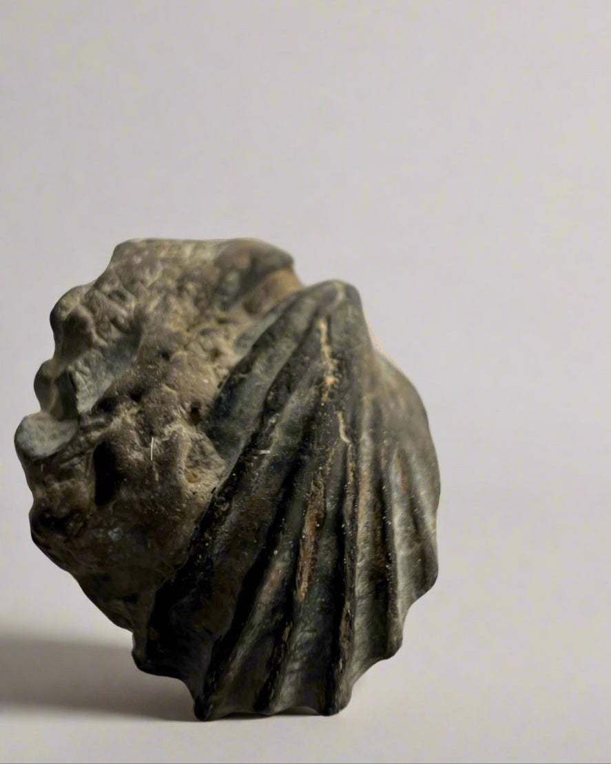 Premium Bivalve sp.Birostrina Sulcata. Cretaceous Gault clay, Folkstone.