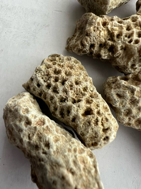 Fossilized Sponge Fragments – Pack of 5.
