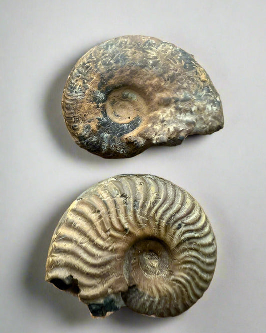 Small specimen Ammonite- set of 2.