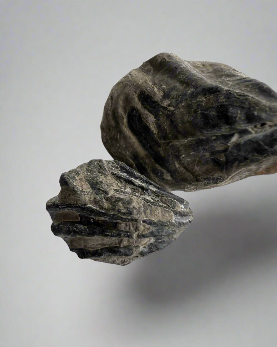 Bivalve sp.Birostrina Sulcata. Cretaceous Gault clay, Folkstone- pack of 2