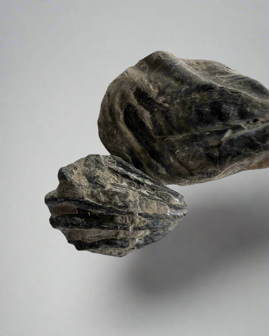 Bivalve sp.Birostrina Sulcata. Cretaceous Gault clay, Folkstone- pack of 2