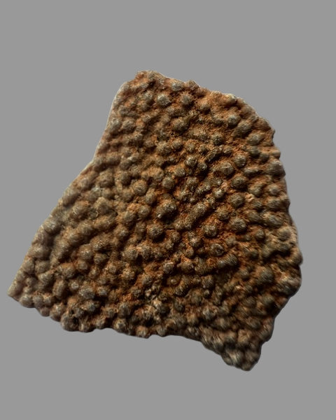 Hypselosaurus TITANOSAUR Sauropod Dinosaur Eggshell Fragment #1. Provence, France.