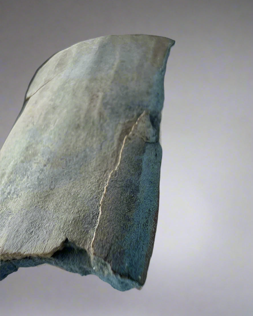 Mammuthus Primigenius (Wooly Mammoth) BLUE tusk section. Siberia. Boxed with label.(#2)