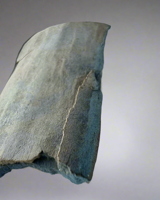 Mammuthus Primigenius (Wooly Mammoth) BLUE tusk section. Siberia. Boxed with label.(#2)