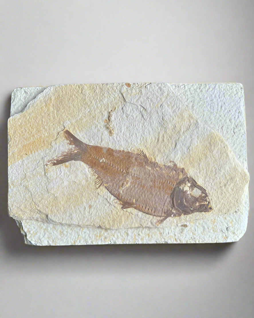 Knightia Alta Fossil Fish, with coprolite - Green River Formation